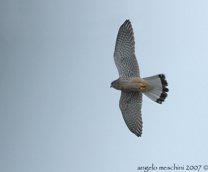 Scheda Gheppio - Falco tinnunculus